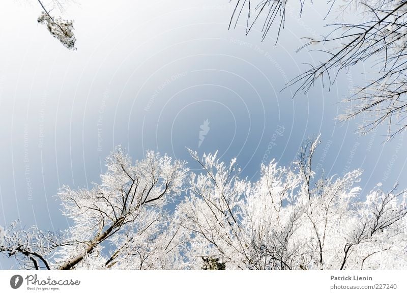 White-Blue Environment Nature Plant Elements Air Sky Cloudless sky Winter Weather Beautiful weather Snow Tree Fresh Tall Cold Natural Positive Above