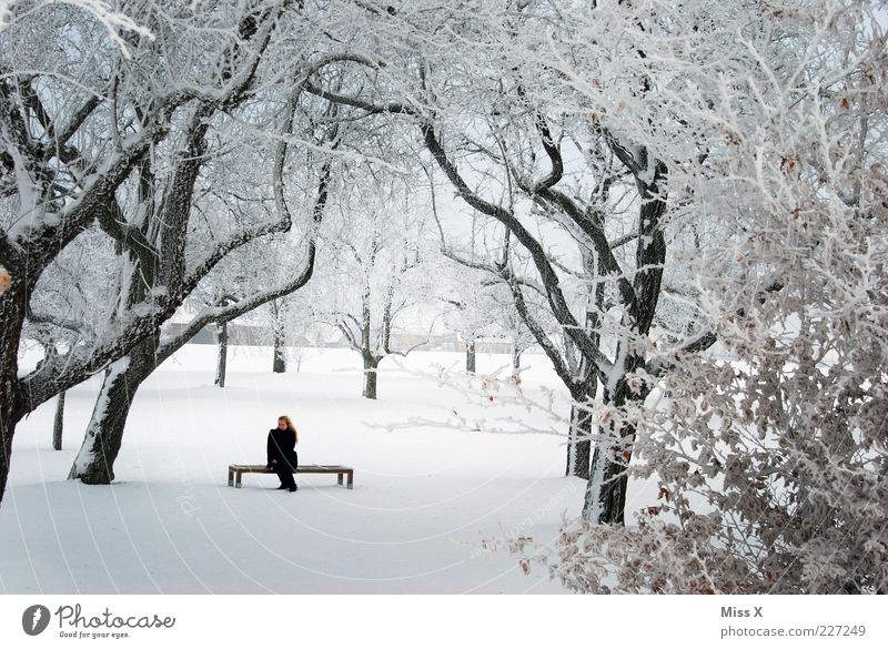 Hidden Calm Winter Woman Adults 1 Human being Nature Ice Frost Snow Tree Park Sit White Bench Wait Park bench Branch Hoar frost Colour photo Exterior shot Day