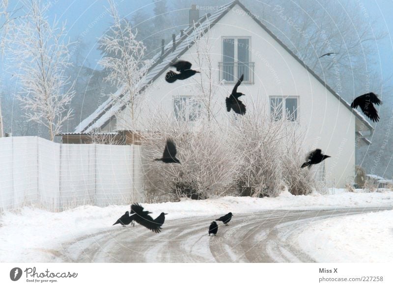 crows Animal Winter Bad weather Fog Ice Frost Snow Tree Bushes House (Residential Structure) Detached house Street Lanes & trails Wild animal Bird Wing Flock