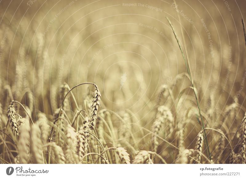 wheat Nature Plant Autumn Beautiful weather Agricultural crop Day Shallow depth of field Ear of corn Blur Deserted Grain field Subdued colour