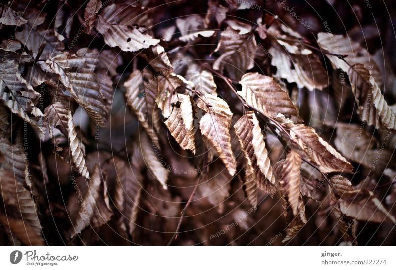 dead beautiful Environment Nature Winter Climate Leaf To dry up Dry Brown Twig Cold Natural Change Colour photo Exterior shot Close-up Copy Space bottom Day