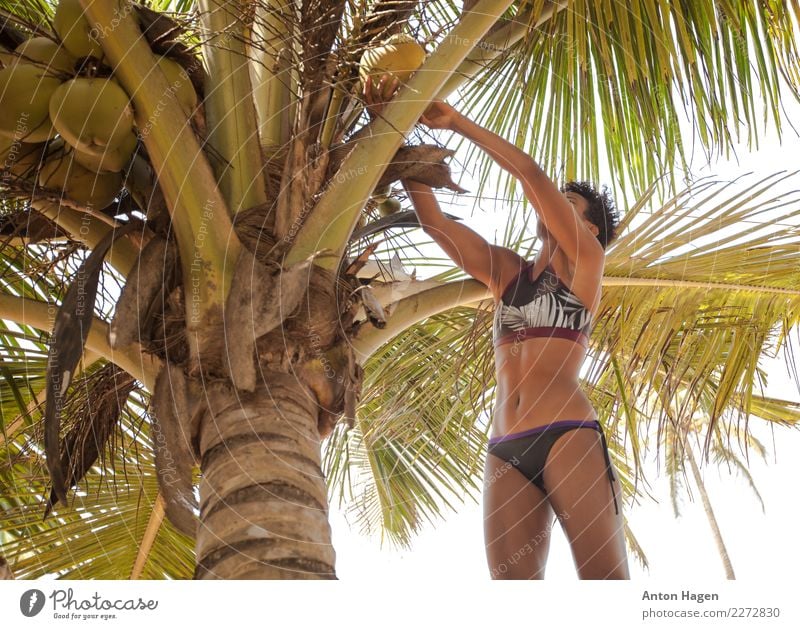 Coconut harvest Lifestyle Vacation & Travel Feminine Young woman Youth (Young adults) 1 Human being 18 - 30 years Adults Eroticism Palm tree Tree Coconut tree