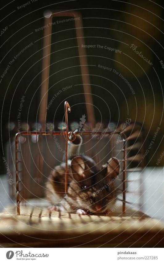ethically Mouse Cute Brown Captured Cage Colour photo Exterior shot Interior shot Close-up Day Shallow depth of field Looking Mouse trap Looking into the camera