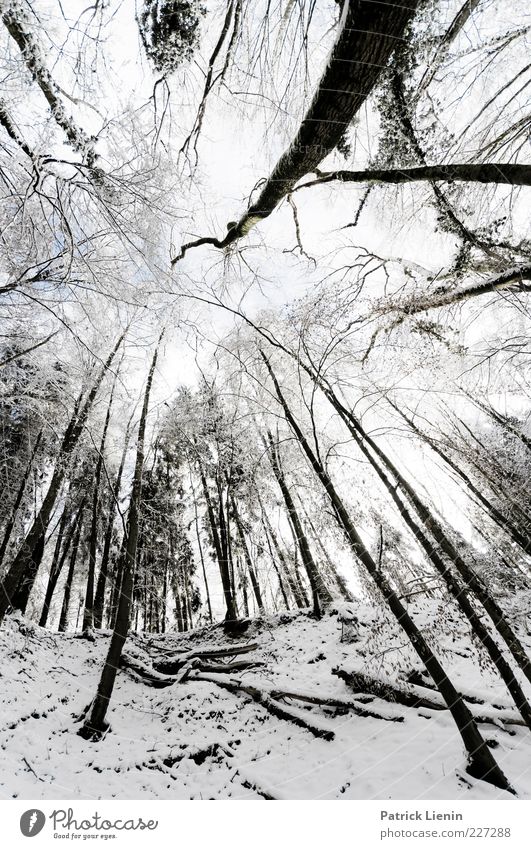 Bigger than us Environment Nature Landscape Elements Winter Weather Snow Plant Tree Forest Hill Exceptional Cold Black White Moody Black Forest Twig Giddy