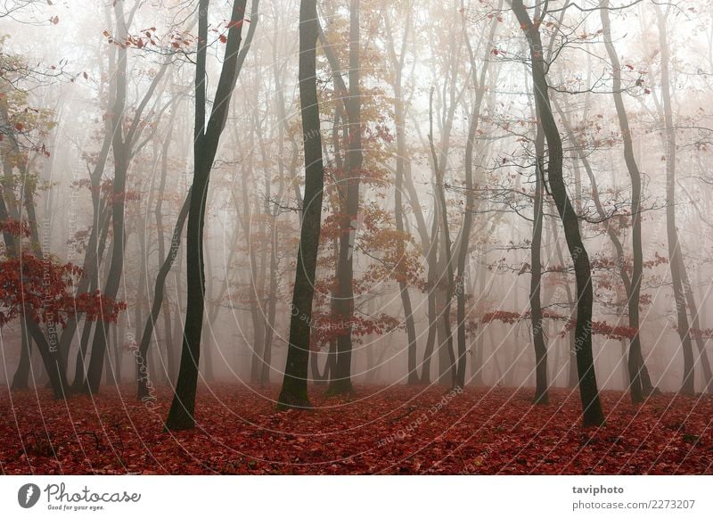 mist in the woods, autumn season Beautiful Environment Nature Landscape Autumn Fog Tree Leaf Park Forest Lanes & trails Dream Dark Natural Yellow Red Fear