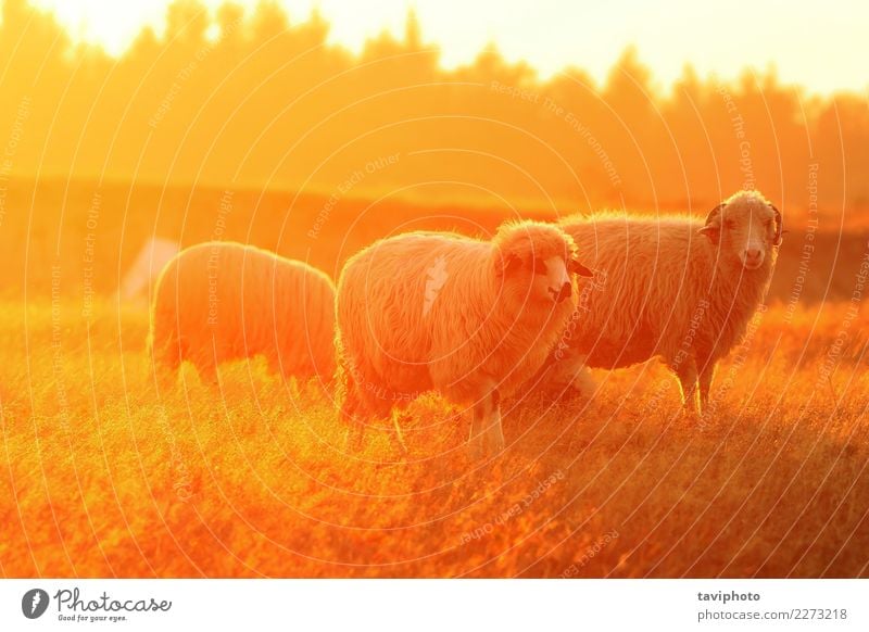 white sheep in orange colorful light Beautiful Environment Nature Landscape Animal Autumn Meadow Herd Faded Natural Green White Colour Sheep Farm animals