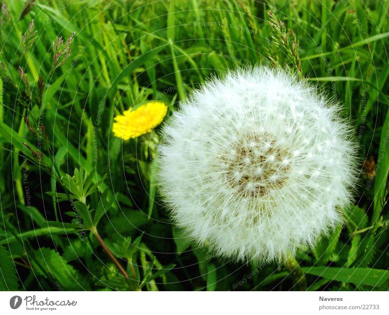 cuddly flower Nature Plant Spring Summer Flower Grass Blossom Wild plant Meadow Simple Fresh Beautiful Soft Yellow Green White Dandelion Flowering plant