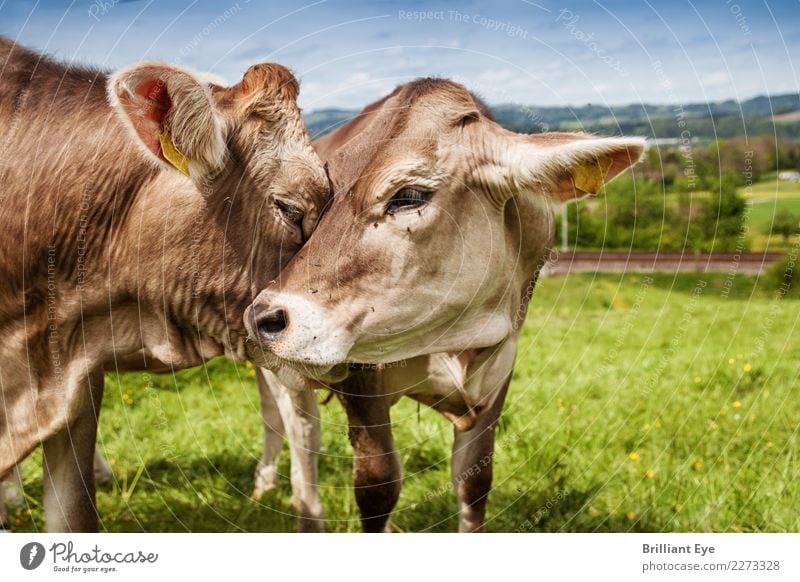 affection Summer Nature Landscape Field Farm animal Cow 2 Animal Pair of animals Communicate Love Friendliness Happy Natural Emotions Contentment