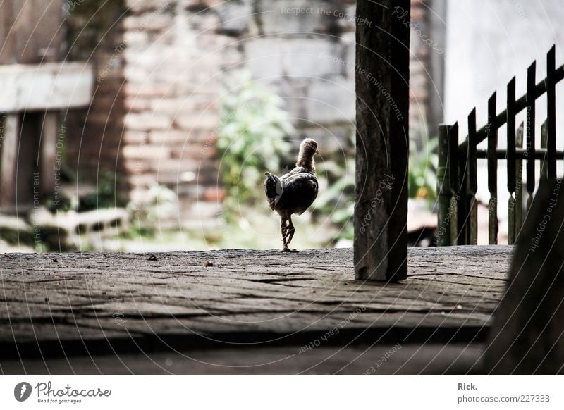 Lonesome Chicken. Nature Animal Deserted Farm animal Bird Claw 1 Baby animal Stone Wood Walking Free Curiosity Emotions Loneliness Perspective Calm Feeble