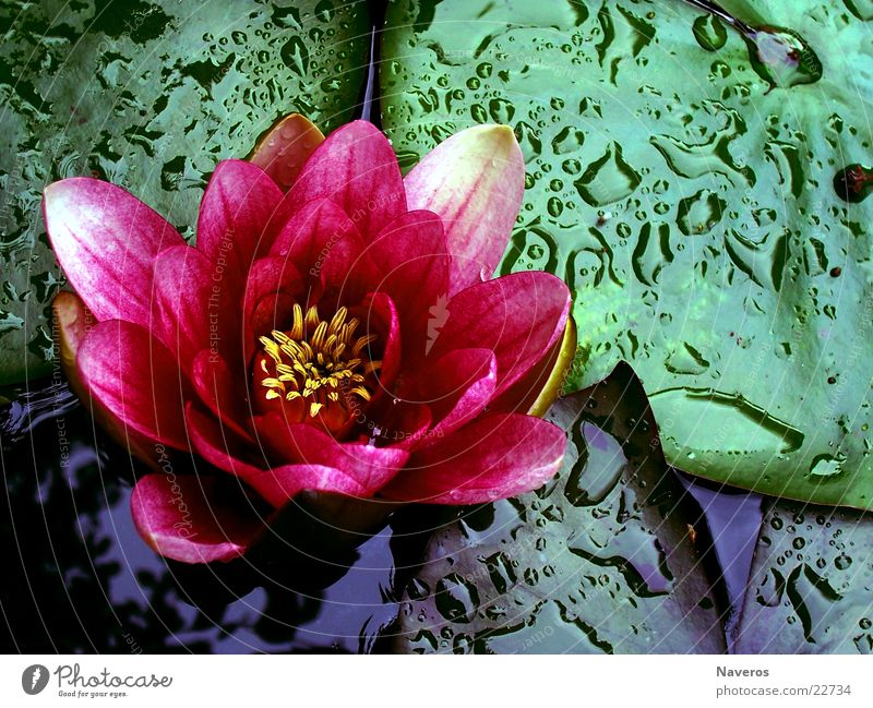 in full bloom Water lily Flower Blossom Rose Plant Lake Pond Drops of water