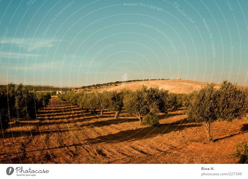 olive grove Agriculture Forestry Landscape Summer Autumn Agricultural crop Tunisia Blue Yellow Hill Olive tree Colour photo Exterior shot Deserted