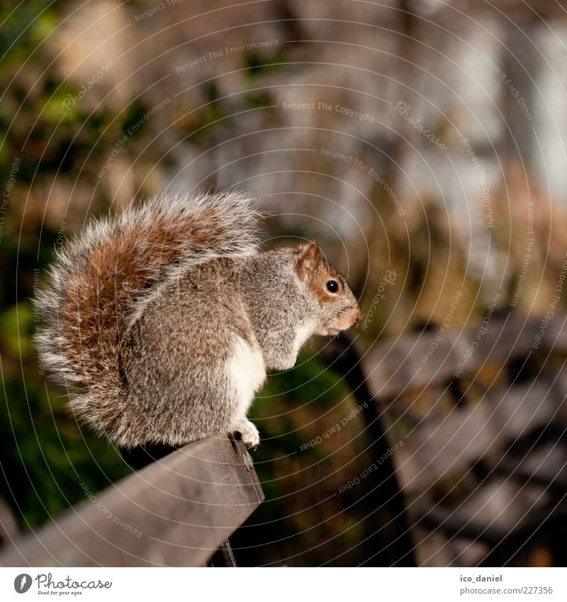 rest Nature Animal Squirrel 1 Beautiful Calm Colour photo Exterior shot Blur Central perspective Animal portrait Sit Crouching Full-length Tails Deserted Day