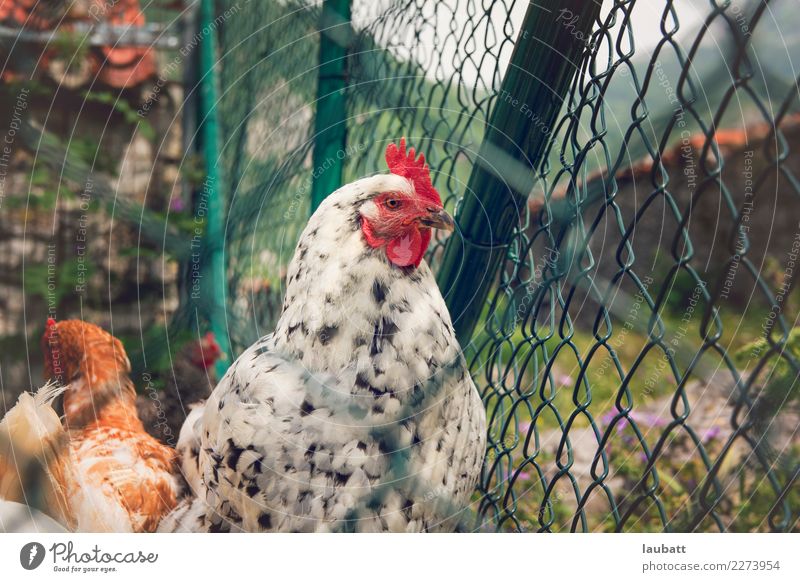 Hen in the farm Lifestyle Nature Animal Farm animal Animal face Rooster 2 Group of animals Animal family Fence Fenced in Observe Feeding Authentic Fresh Healthy