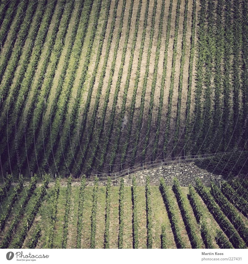 Tendency to structure II Landscape Plant Agricultural crop Hill Wine growing Mosel (wine-growing area) Vineyard Line Stripe Colour photo Subdued colour