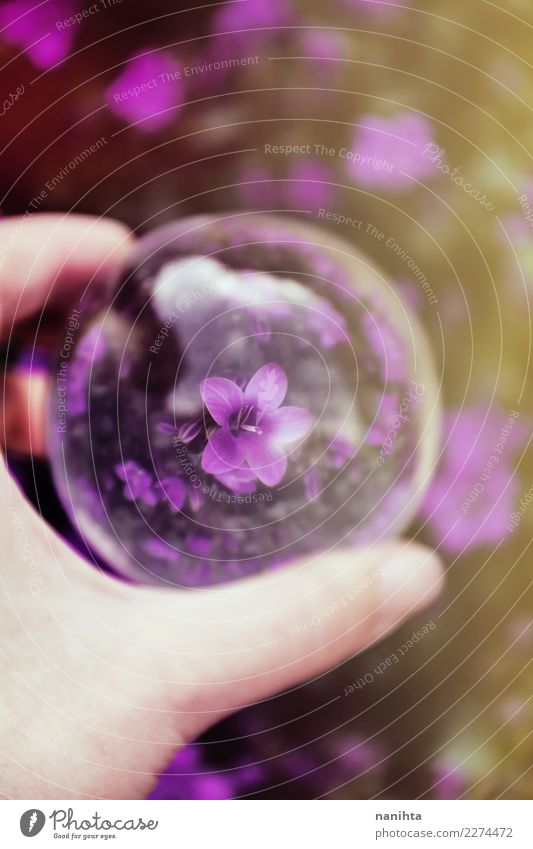Purple flower through a crystal ball Art Environment Nature Plant Sunlight Spring Summer Flower Blossom Crystal ball Sphere Glass Blossoming To hold on