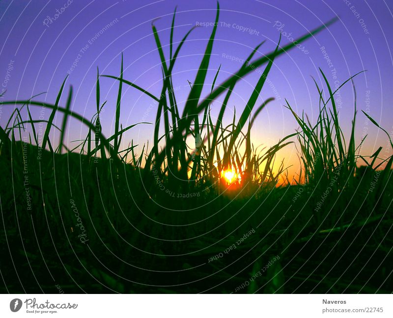 ant's perspective Sun Nature Plant Earth Sky Cloudless sky Sunrise Sunset Sunlight Spring Summer Autumn Beautiful weather Grass Foliage plant Agricultural crop