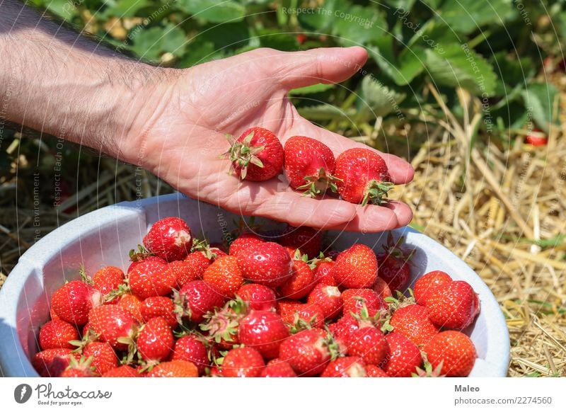 strawberries Fresh Strawberry Hand Berries Harvest Field Red Delicious Sweet Vitamin Summer Garden Mature Healthy Eating Fruit Tasty Food Dessert Juicy Nature