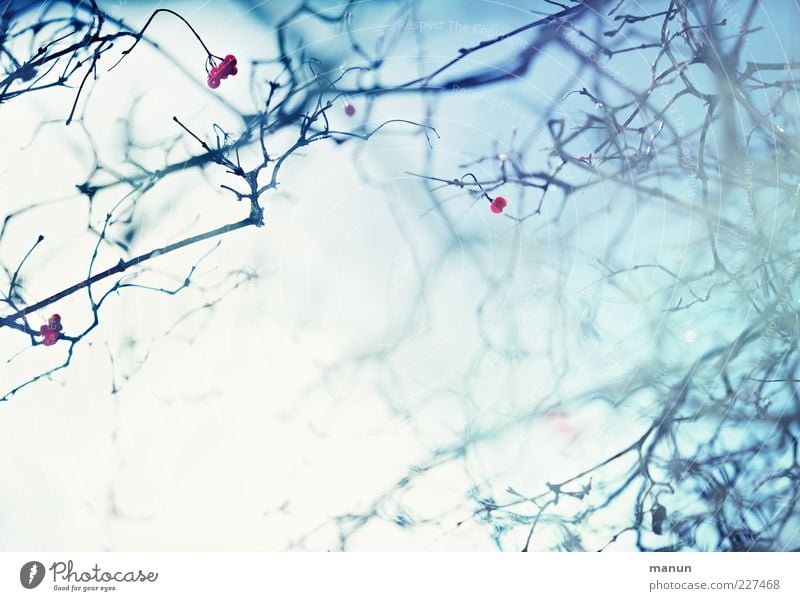 undergrowth Nature Winter Fog Ice Frost Twigs and branches Esthetic Exceptional Fresh Bright Blue Surrealism Colour photo Subdued colour Exterior shot Abstract