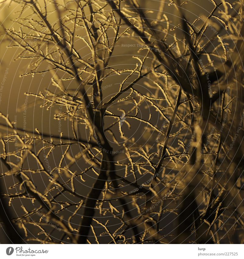 muzzy Environment Nature Plant Winter Tree Bushes Wood Cold Yellow Frost Colour photo Exterior shot Deserted Artificial light Light Shadow Silhouette Back-light
