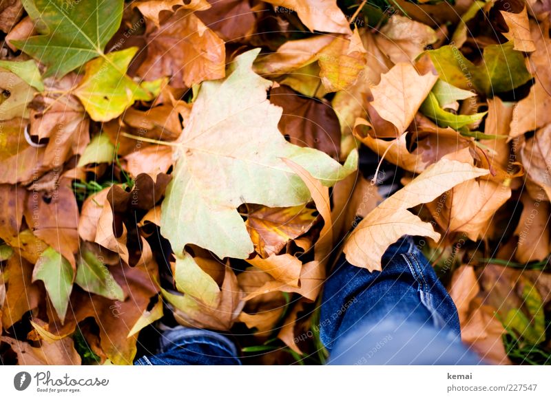 leaf sizes Environment Nature Plant Autumn Climate Leaf Foliage plant Meadow Jeans Lie Brown Multicoloured Green Heap Fallen Autumnal Autumn leaves Colour photo