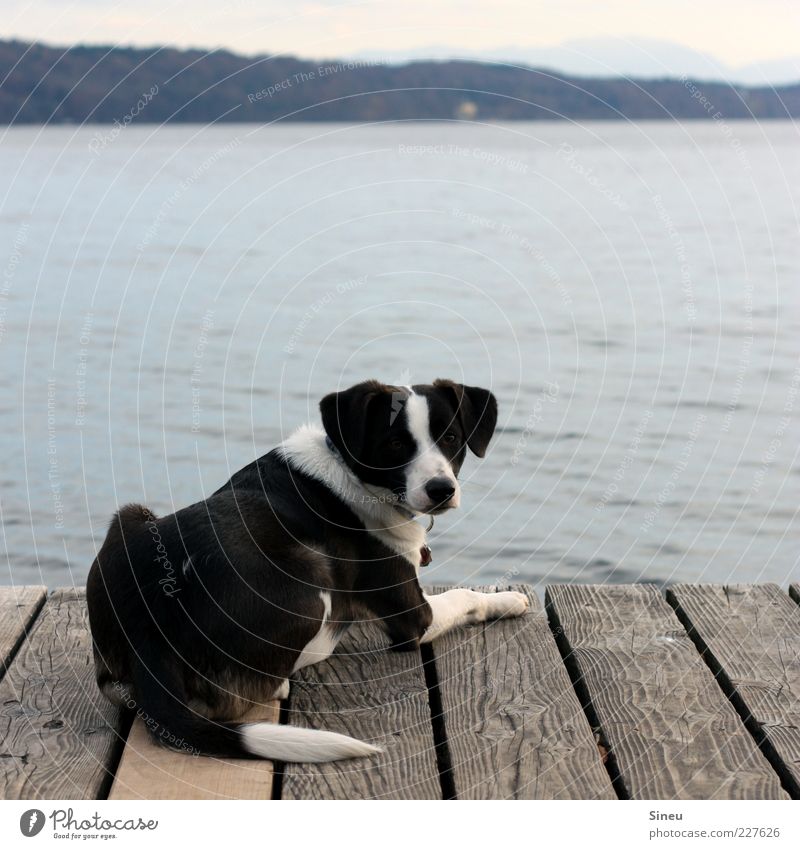 Yes? Water Beautiful weather Lakeside Lake Starnberg Footbridge Jetty Animal Dog Animal face 1 Relaxation Lie Looking Contentment Calm Loneliness Serene Break