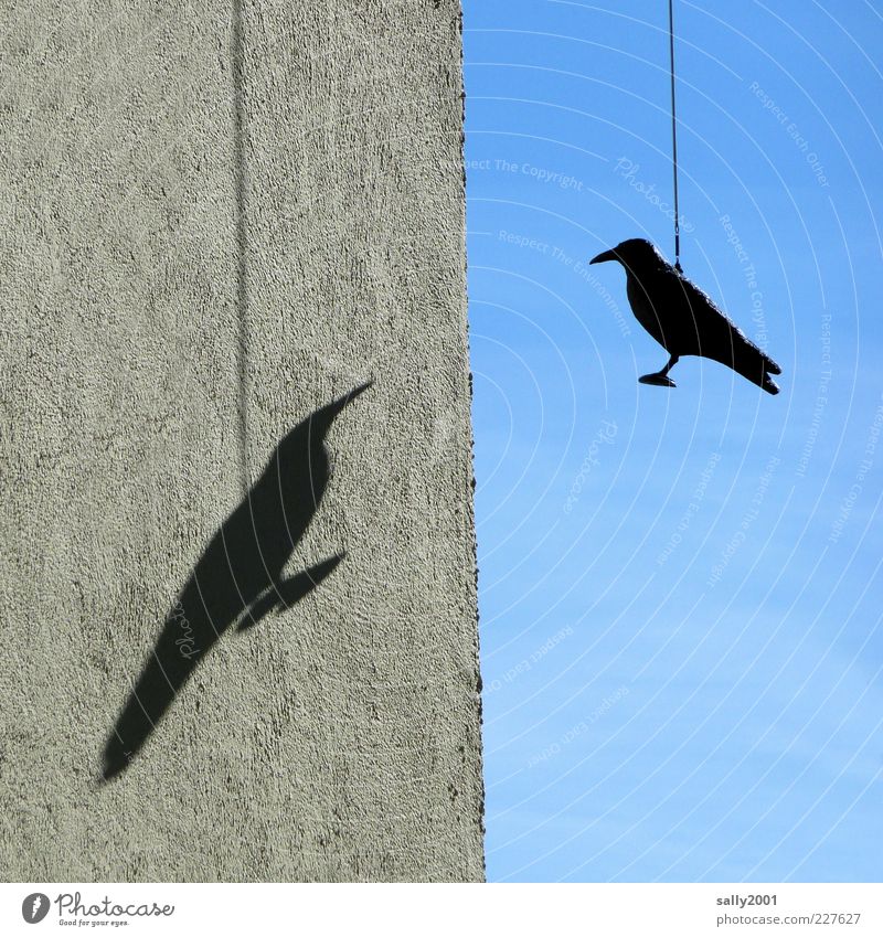 Fly, shadow, fly Environment Animal Sky Sunlight Beautiful weather Wall (barrier) Wall (building) Facade Bird Raven birds Crow 1 Pair of animals Hang Together