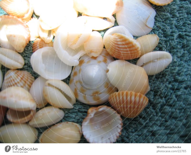 seashells Ocean Vacation & Travel Collection Beach find