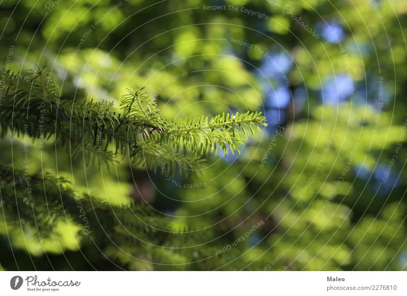 needles Fir needle Green Forest Coniferous trees Blur Branch Tree Plant Larch Spruce Pine Botany Background picture Nature Holiday season Fir tree