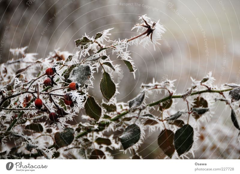 ice fog Plant Bushes Rose hip Leaf Branch Twig Cold Frozen Ice Fog Crystal structure Ice crystal Snow crystal Winter Shallow depth of field Close-up