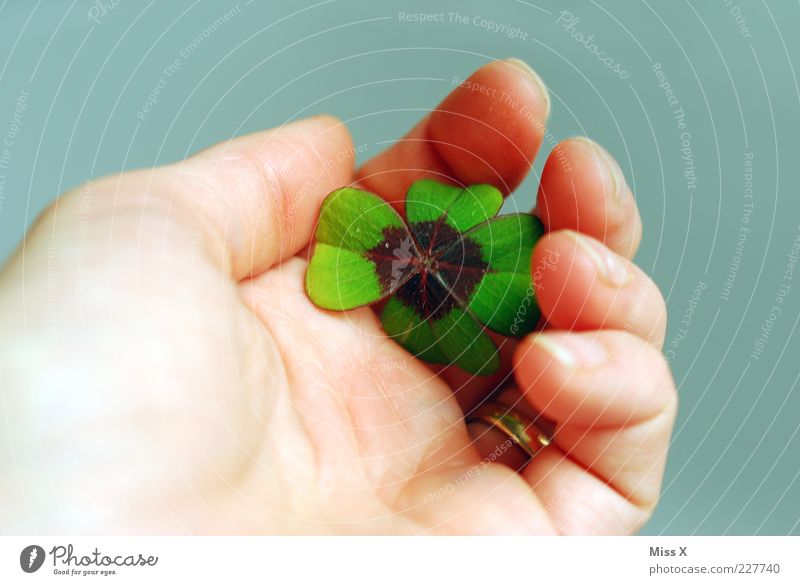 lucky clover Leaf Positive Happy Hope Clover Cloverleaf Four-leaved Good luck charm Symbols and metaphors Colour photo Multicoloured Close-up Neutral Background