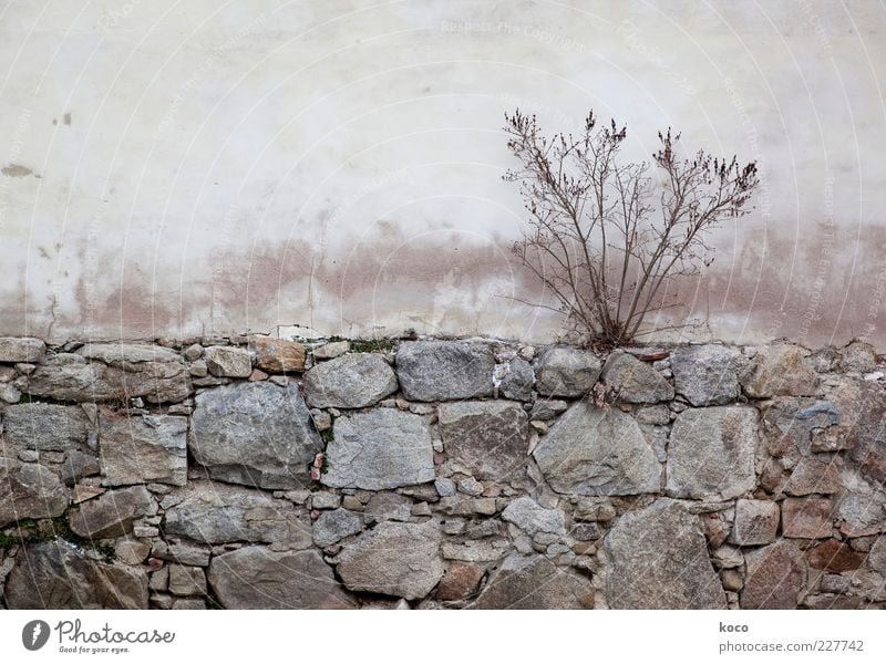 waiting for spring Nature Autumn Plant Bushes Building Wall (barrier) Wall (building) Facade Stone Concrete Old Faded To dry up Growth Simple Dry Brown Gray