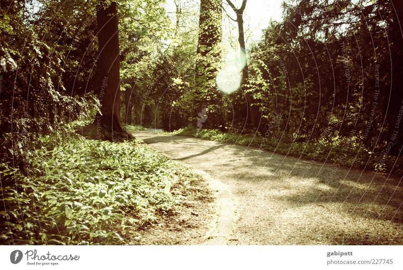 walk in the woods Nature Landscape Beautiful weather Plant Tree Leaf Foliage plant Park Forest Lanes & trails Brown Green Curve Lens flare Calm Exterior shot