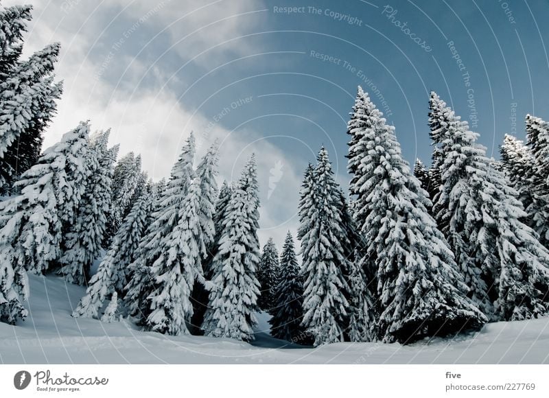summit meeting Far-off places Winter Snow Ski run Nature Landscape Earth Sky Clouds Plant Tree Forest Hill Rock Alps Cold Colour photo Exterior shot Day Light