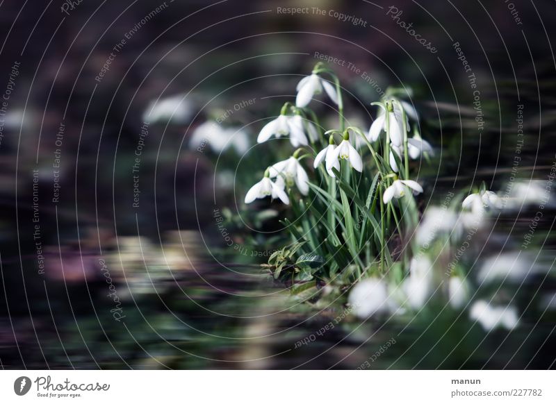 snowdrops Nature Spring Flower Leaf Blossom Snowdrop Spring flower Spring flowerbed Spring flowering plant Garden Exceptional Authentic Fantastic Beautiful