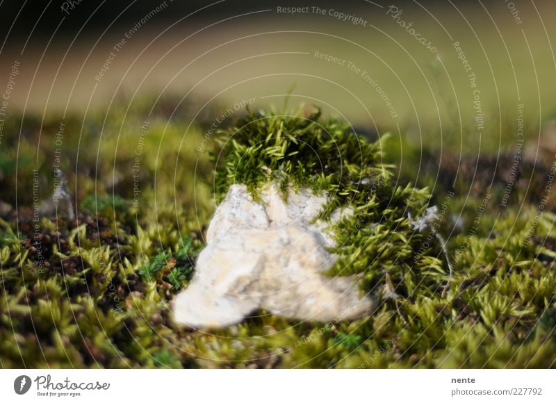cartilaginous seaweed Nature Plant Moss Stone Green Colour photo Exterior shot Close-up Blur Shallow depth of field Copy Space top Overgrown Deserted