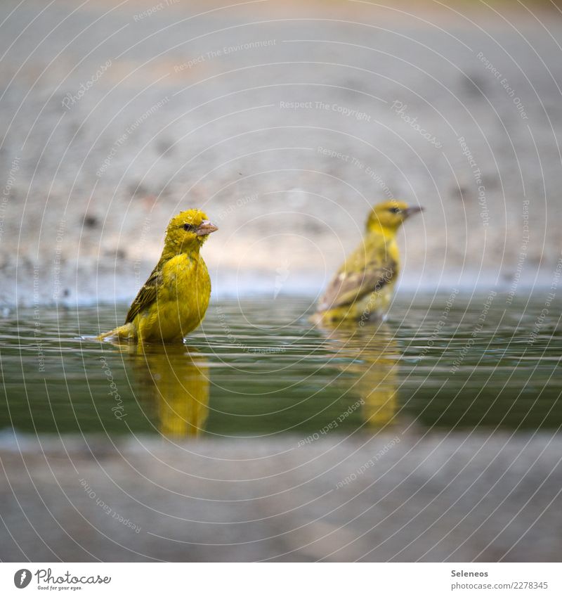 with gold mouth Animal Wild animal Bird Animal face 2 Swimming & Bathing Near Wet Natural Puddle Water Drops of water Ornithology Colour photo Exterior shot