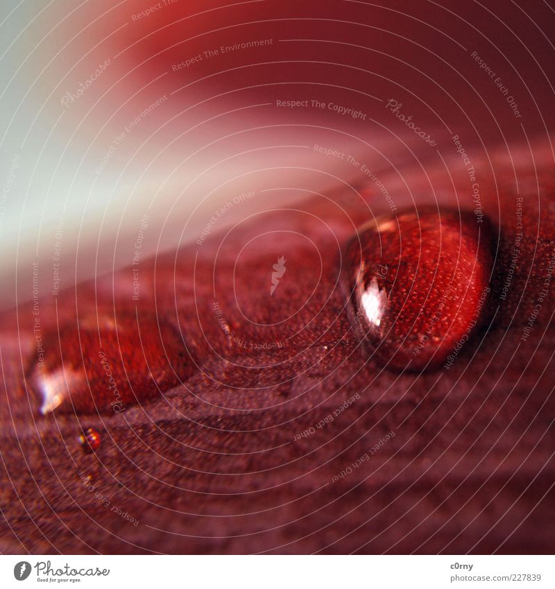 SIMPLE THINGS Water Drops of water Tulip Blossom Fluid Fresh Tears Colour photo Interior shot Close-up Detail Copy Space top Copy Space bottom Day Light
