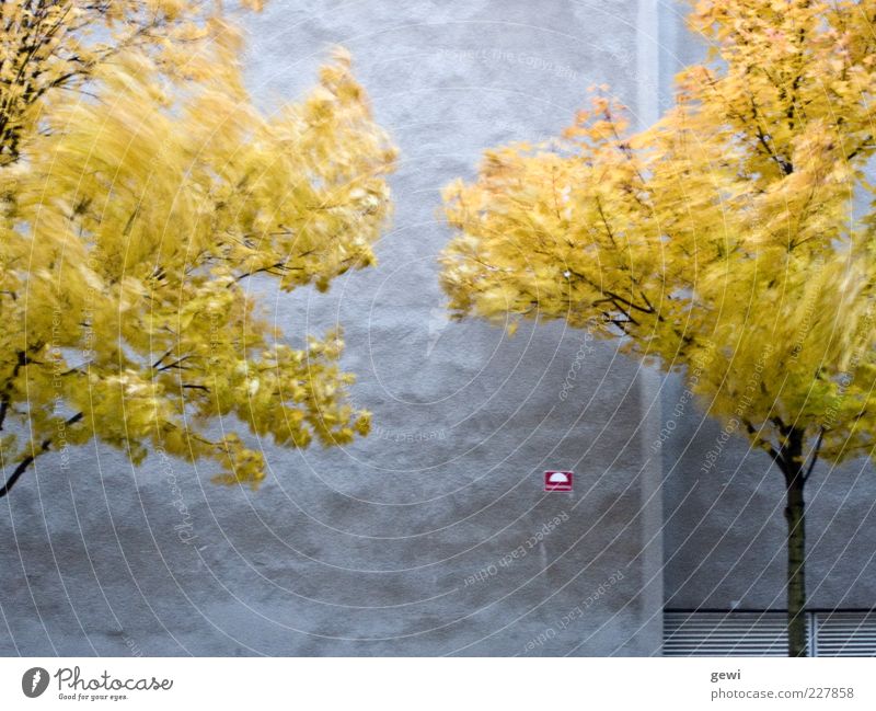 blowing in the wind Tree House (Residential Structure) Facade Cold Wild Yellow Silver White Life Surrealism Environment Autumn Gray Colour photo Exterior shot