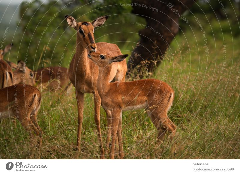 motherly care Vacation & Travel Tourism Trip Adventure Far-off places Freedom Safari Expedition Summer Environment Nature Animal Wild animal impala Antelope 2