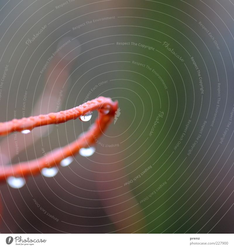 a few more drops Environment Nature Plant Water Drops of water Rain Wild plant Brown Green Twig Arch Wet Colour photo Exterior shot Close-up