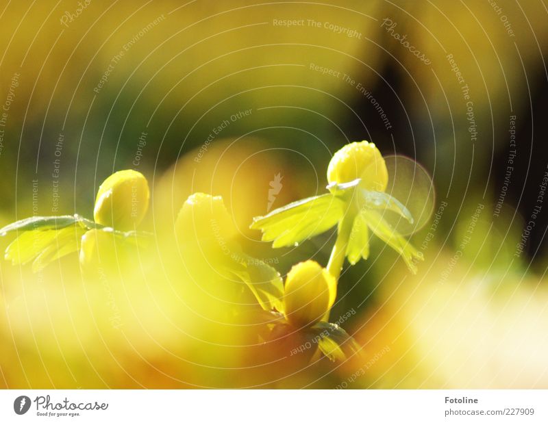 I dream of spring... Environment Nature Plant Elements Water Drops of water Spring Flower Leaf Blossom Wild plant Bright Natural Warmth Yellow Green