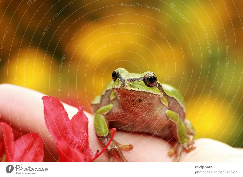beautiful green tree frog on human hand Beautiful Skin Face Life Garden Human being Baby Hand Fingers Environment Nature Animal Tree Sit Small Natural Cute Wild