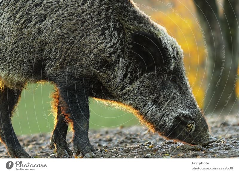 closeup of wild boar in sunset light Beautiful Face Hunting Man Adults Nature Animal Forest Fur coat Large Natural Wild Brown Dangerous Colour Boar sus scrofa