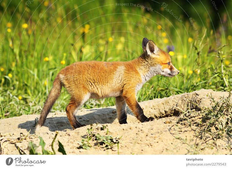 cute young red fox - a Royalty Free Stock Photo from Photocase