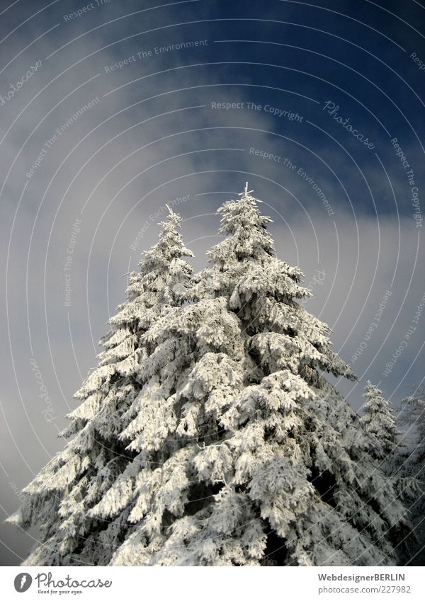 2 fir-top peaks rise up Environment Nature Plant Sky Clouds Tree Blue White Fir tree In pairs Tall Above Winter Idyll Snowscape Fir branch Colour photo