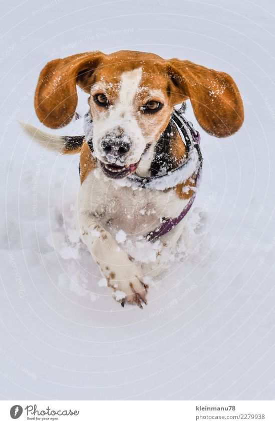 dog luck Athletic Winter Ice Frost Snow Animal Pet Dog Animal face Paw Animal tracks Beagle 1 Running Movement Fitness Flying To enjoy Smiling Walking Sports