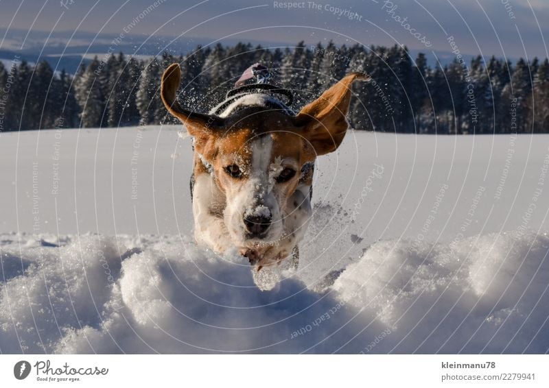 winter jump Freedom Winter Snow Winter vacation Sports Fitness Sports Training Animal Pet Dog Beagle 1 Crystal Water Movement Flying Hunting Jump Happiness