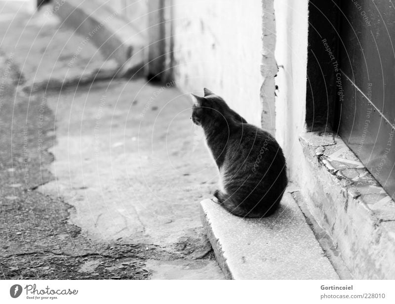 What's the point of the day? Stairs Door Animal Cat Pelt 1 Sit Wait Serene Calm Patient Prowl Street cat Black & white photo Exterior shot Copy Space left