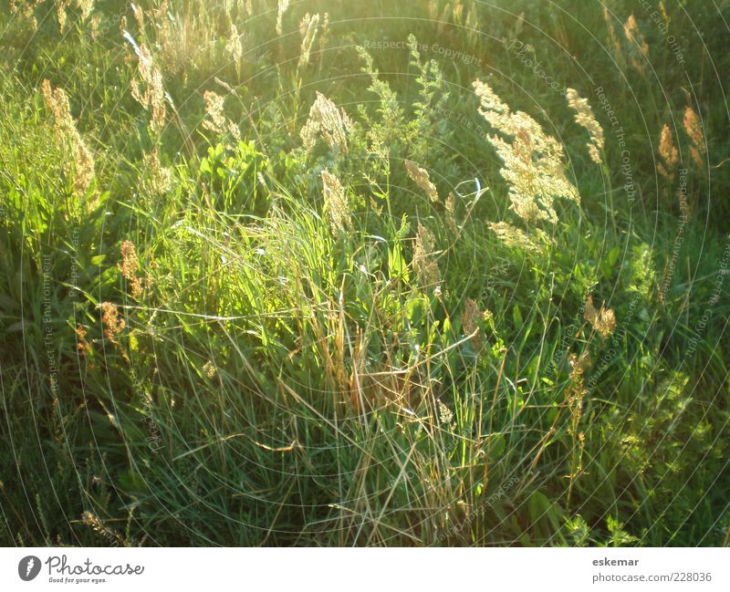 summer meadow Summer Nature Sunlight Wind Plant Grass Meadow Authentic Natural Green Environment Summery Pollen Wild Colour photo Exterior shot Deserted Evening
