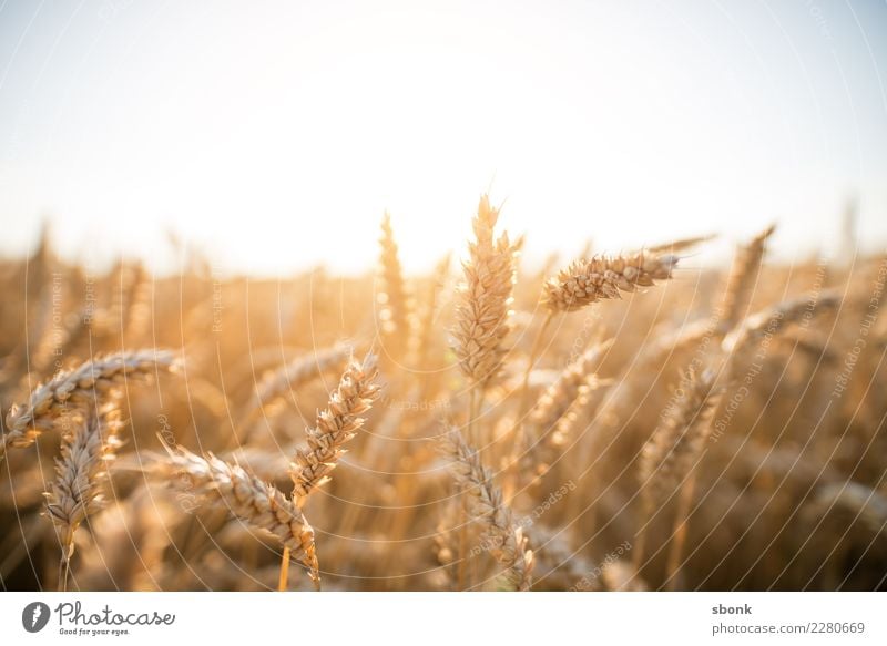 cornfield Environment Nature Landscape Plant Meadow Field Kitsch Cornfield Grain Wheat Agriculture Sowing Exterior shot Light Shadow Contrast Silhouette
